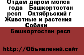 Отдам даром мопса 2 года - Башкортостан респ., Октябрьский г. Животные и растения » Собаки   . Башкортостан респ.